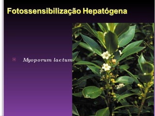 Myoporum laetum 