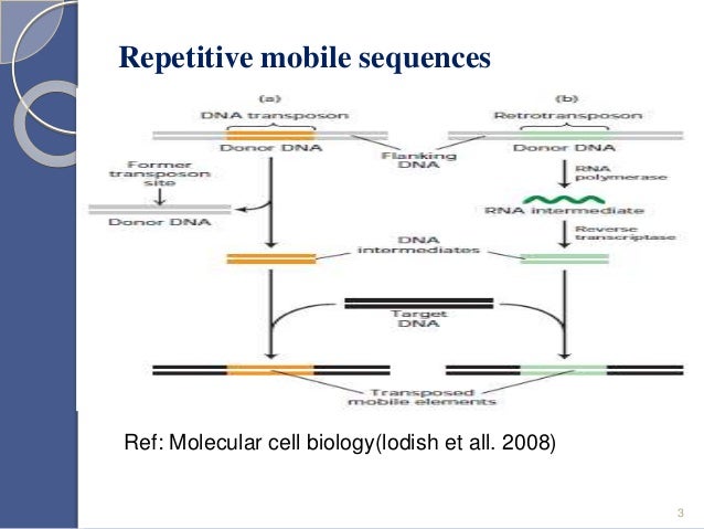 Human Endogenous Retroviruses Human Endogenous Retroviruses
