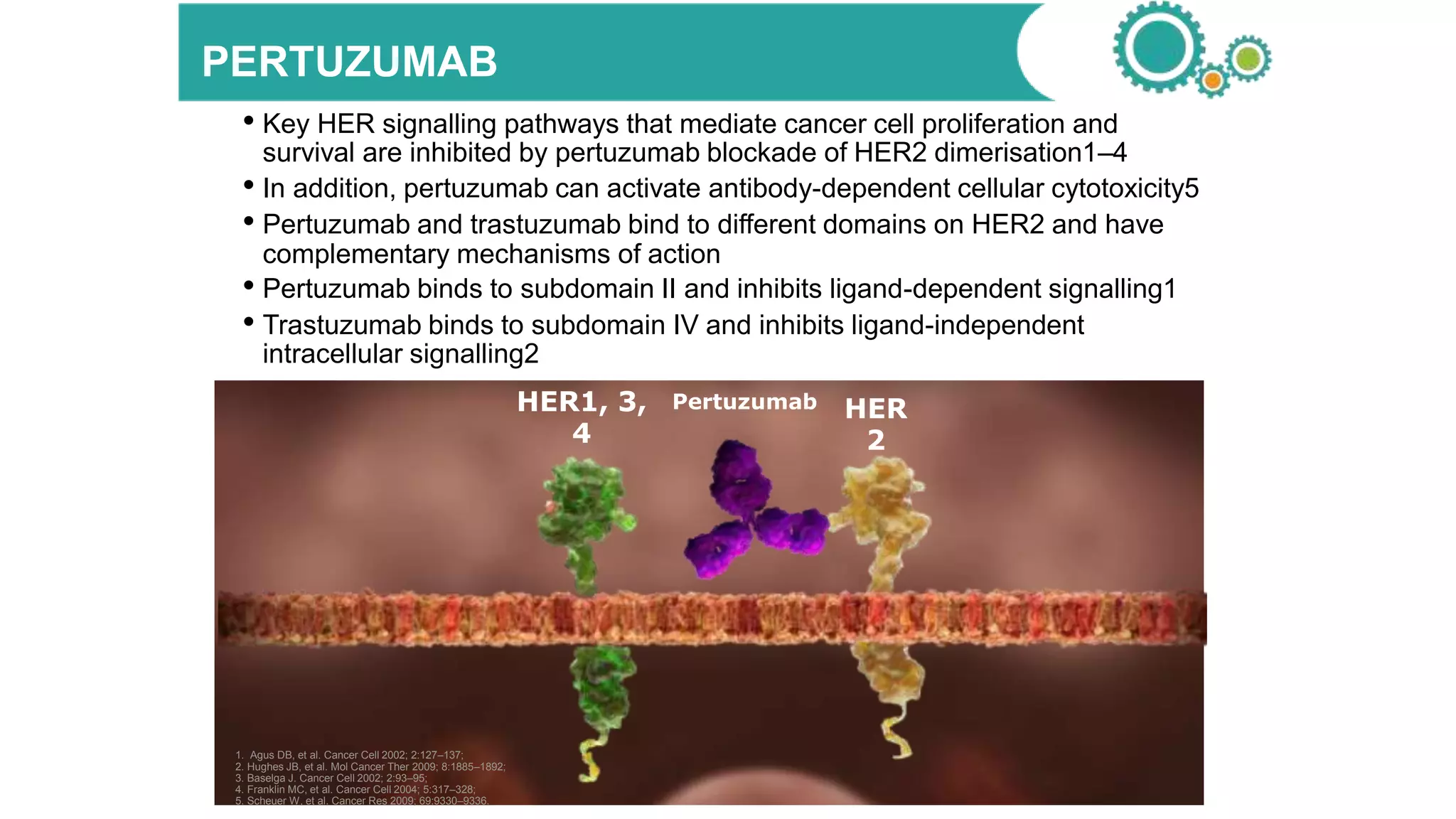 HER
2
HER1, 3,
4
Pertuzumab
PERTUZUMAB
1. Agus DB, et al. Cancer Cell 2002; 2:127–137;
2. Hughes JB, et al. Mol Cancer Ther 2009; 8:1885–1892;
3. Baselga J. Cancer Cell 2002; 2:93–95;
4. Franklin MC, et al. Cancer Cell 2004; 5:317–328;
5. Scheuer W, et al. Cancer Res 2009; 69:9330–9336.
• Key HER signalling pathways that mediate cancer cell proliferation and
survival are inhibited by pertuzumab blockade of HER2 dimerisation1–4
• In addition, pertuzumab can activate antibody-dependent cellular cytotoxicity5
• Pertuzumab and trastuzumab bind to different domains on HER2 and have
complementary mechanisms of action
• Pertuzumab binds to subdomain II and inhibits ligand-dependent signalling1
• Trastuzumab binds to subdomain IV and inhibits ligand-independent
intracellular signalling2
 