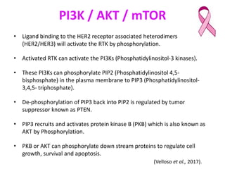 HER2+ signalling pathways