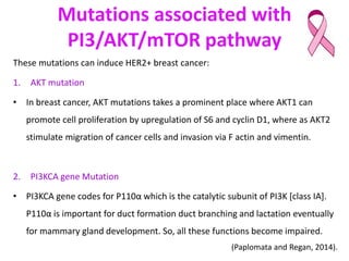 HER2+ signalling pathways
