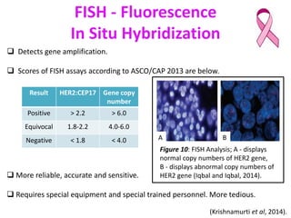 HER2+ signalling pathways