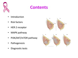 HER2+ signalling pathways