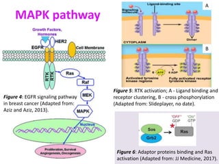 HER2+ signalling pathways