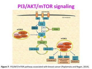 HER2+ signalling pathways