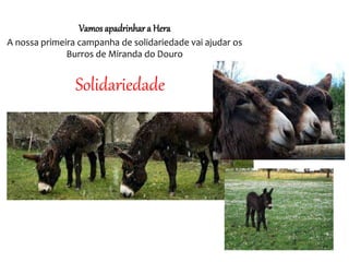 Solidariedade
Vamos apadrinhar a Hera
A nossa primeira campanha de solidariedade vai ajudar os
Burros de Miranda do Douro
 