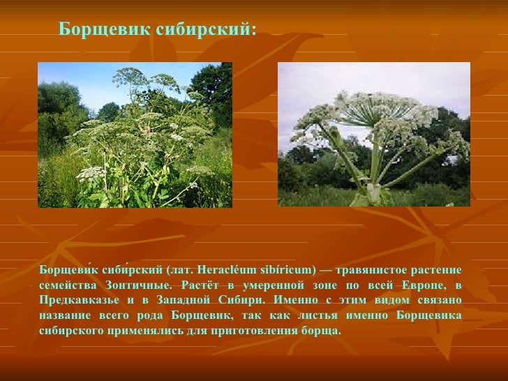 Heracleum
