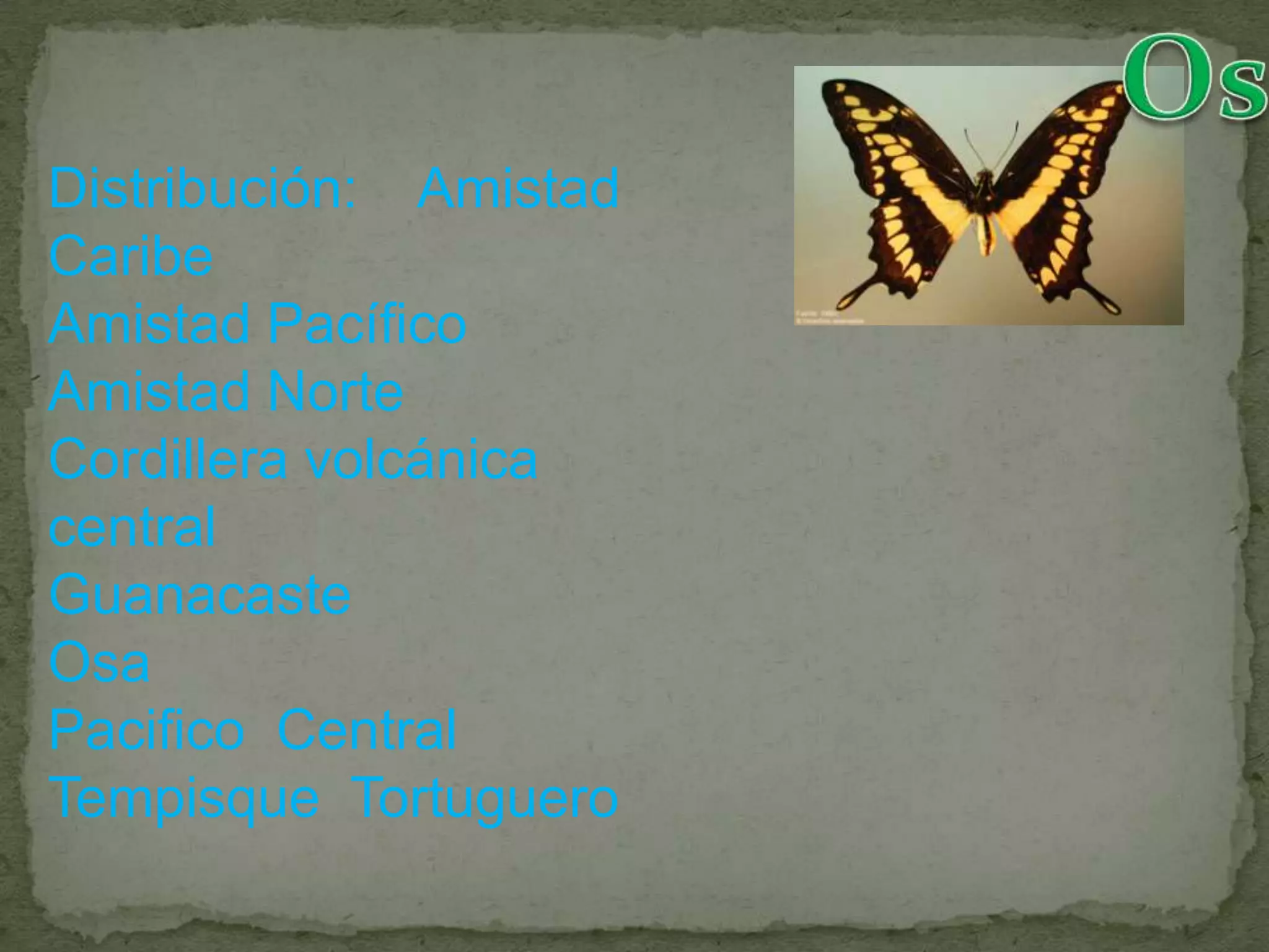 Distribución: Amistad
Caribe
Amistad Pacífico
Amistad Norte
Cordillera volcánica
central
Guanacaste
Osa
Pacifico Central
Tempisque Tortuguero