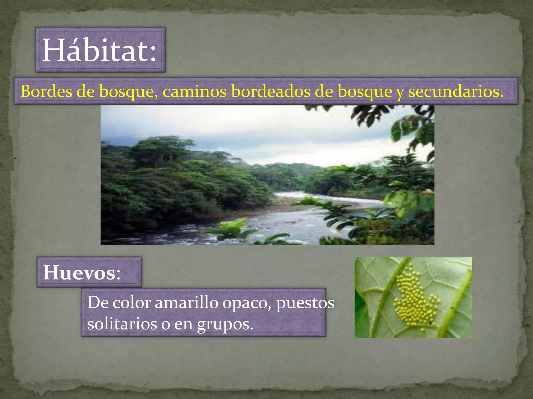 Hábitat:
Bordes de bosque, caminos bordeados de bosque y secundarios.
Huevos:
De color amarillo opaco, puestos
solitarios o en grupos.