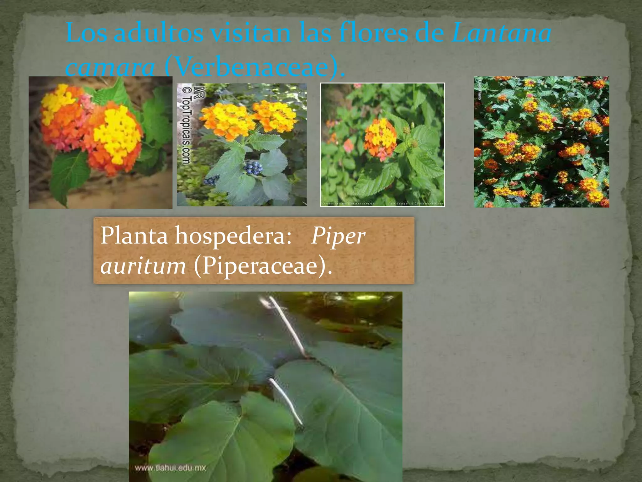 Los adultos visitan las flores de Lantana
camara (Verbenaceae).
Planta hospedera: Piper
auritum (Piperaceae).