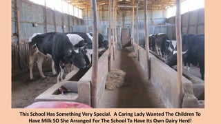 This School Has Something Very Special. A Caring Lady Wanted The Children To
Have Milk SO She Arranged For The School To Have Its Own Dairy Herd!
 