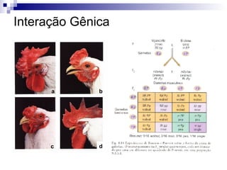 Interação Gênica Rosa X Simples F 1  100% Rosa F 2  3 Rosa : 1 Simples Ervilha X Simples F 1  100% Ervilha F 2  3 Ervilha : 1 Simples a b c d 