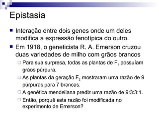 Epistasia Interação entre dois genes onde um deles modifica a expressão fenotípica do outro. Em 1918, o geneticista R. A. Emerson cruzou duas variedades de milho com grãos brancos Para sua surpresa, todas as plantas de F 1  possuíam grãos púrpura. As plantas da geração F 2  mostraram uma razão de 9 púrpuras para 7 brancas. A genética mendeliana prediz uma razão de 9:3:3:1. Então, porquê esta razão foi modificada no experimento de Emerson? 