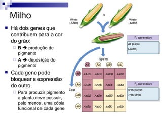 Há dois genes que contribuem para a cor do grão: B     produção de pigmento A     deposição do pigmento Cada gene pode bloquear a expressão do outro. Para produzir pigmento a planta deve possuir, pelo menos, uma cópia funcional de cada gene  Milho 