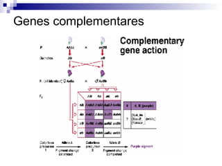 Genes complementares 