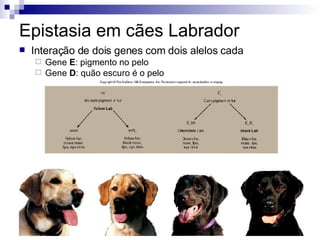 Epistasia em cães Labrador Interação de dois genes com dois alelos cada Gene  E : pigmento no pelo Gene  D : quão escuro é o pelo 