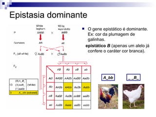 Epistasia dominante _ _B_ A_bb O gene epistático é dominante. Ex:   cor da plumagem de galinhas. epistático   B  (apenas um alelo já confere o caráter cor branca). 