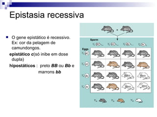 Epistasia recessiva O gene epistático é recessivo. Ex:   cor da pelagem de camundongos. epistático   c (só inibe em dose dupla) hipostáticos  :  preto  BB  ou  Bb  e marrons  bb BC bC Bc bc 1 ⁄ 4 1 ⁄ 4 1 ⁄ 4 1 ⁄ 4 BC bC Bc bc 1 ⁄ 4 1 ⁄ 4 1 ⁄ 4 1 ⁄ 4 BBCc BbCc BBcc Bbcc Bbcc bbcc bbCc BbCc BbCC bbCC BbCc bbCc BBCC BbCC BBCc BbCc 9 ⁄ 16 3 ⁄ 16 4 ⁄ 16 BbCc BbCc  Sperm Eggs 