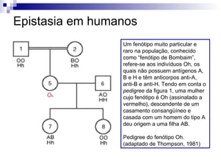 Epistasia em humanos Um fenótipo muito particular e raro na população, conhecido como “fenótipo de Bombaim”, refere-se aos indivíduos Oh, os quais não possuem antígenos A, B e H e têm anticorpos anti-A, anti-B e anti-H. Tendo em conta o  pedigree  da figura 1, uma mulher cujo fenótipo é Oh (assinalado a vermelho), descendente de um casamento consangüíneo e casada com um homem do tipo A deu origem a uma filha AB. Pedigree do fenótipo Oh. (adaptado de Thompson, 1981) 