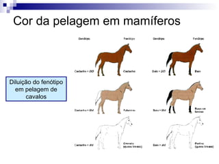 Cor da pelagem em mamíferos Diluição do fenótipo em pelagem de cavalos 