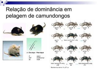 Relação de dominância em pelagem de camundongos 