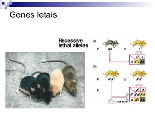 Genes letais 