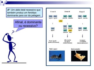 A Y : Um alelo letal recessivo que também produz um fenótipo dominante para cor da pelagem Afinal, é dominante ou recessivo? 