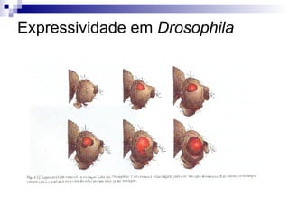 Expressividade em  Drosophila 
