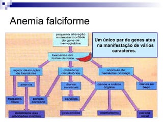 Anemia falciforme Um único par de genes atua na manifestação de vários caracteres.   