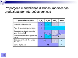 Proporções mendelianas diíbridas, modificadas produzidas por interações gênicas aabb aaB_ A_bb A_B_ Tipo de interação gênica 1 3 3 9 Quatro fenótipos distintos 7 9 Ação de genes complementares 1 15 Genes duplicados 1 3 12 Epistasia dominante dos genes  B / b  por  A 4 3 9 Epistasia recessiva dos genes  B / b  por  aa 3 13 Supressão dominante por  A  do gene dominante  B 