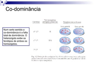 Co-dominância Num certo sentido a co-dominância é a falta total de dominância. O heterozigoto exibe os fenótipos de ambos os homozigotos. 