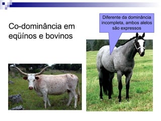 Co-dominância em eqüínos e bovinos Diferente da dominância incompleta, ambos alelos são expressos 