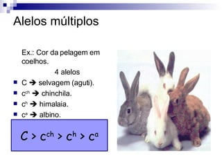 Alelos múltiplos C > c ch  > c h  > c a Ex.: Cor da pelagem em coelhos. 4 alelos C    selvagem (aguti). c ch     chinchila. c h     himalaia. c a     albino. 