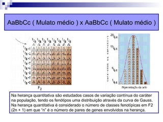 AaBbCc ( Mulato médio ) x AaBbCc ( Mulato médio ) Na herança quantitativa são estudados casos de variação contínua do caráter na população, tendo os fenótipos uma distribuição através da curva de Gauss.   Na herança quantitativa é considerado o número de classes fenotípicas em F2 (2n + 1) em que “n” é o número de pares de genes envolvidos na herança. 