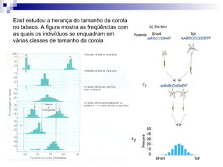 East estudou a herança do tamanho da corola no tabaco. A figura mostra as freqüências com as quais os indivíduos se enquadram em várias classes de tamanho da corola 