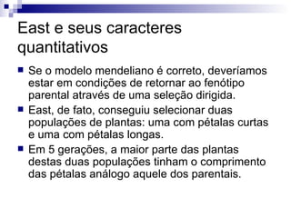 East e seus caracteres quantitativos Se o modelo mendeliano é correto, deveríamos estar em condições de retornar ao fenótipo parental através de uma seleção dirigida. East, de fato, conseguiu selecionar duas populações de plantas: uma com pétalas curtas e uma com pétalas longas. Em 5 gerações, a maior parte das plantas destas duas populações tinham o comprimento das pétalas análogo aquele dos parentais. 
