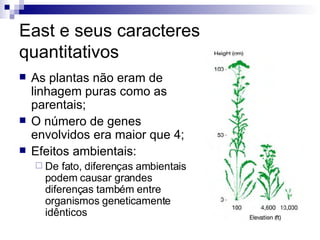 East e seus caracteres quantitativos As plantas não eram de  linhagem puras como as parentais; O número de genes envolvidos era maior que 4; Efeitos ambientais: De fato, diferenças ambientais podem causar grandes diferenças também entre organismos geneticamente idênticos 