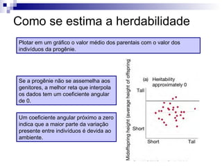 Como se estima a herdabilidade Plotar em um gráfico o valor médio dos parentais com o valor dos indivíduos da progênie. Se a progênie não se assemelha aos genitores, a melhor reta que interpola os dados tem um coeficiente angular de 0. Um coeficiente angular próximo a zero indica que a maior parte da variação presente entre indivíduos é devida ao ambiente. 