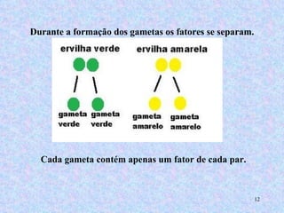 Durante a formação dos gametas os fatores se separam. Cada gameta contém apenas um fator de cada par.  