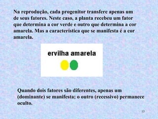 Na reprodução, cada progenitor transfere apenas um de seus fatores. Neste caso, a planta recebeu um fator que determina a cor verde e outro que determina a cor amarela. Mas a característica que se manifesta é a cor amarela. Quando dois fatores são diferentes, apenas um (dominante) se manifesta; o outro (recessivo) permanece oculto. 