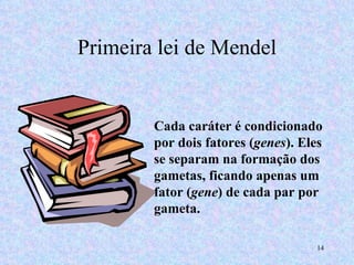 Primeira lei de Mendel Cada caráter é condicionado por dois fatores ( genes ). Eles se separam na formação dos gametas, ficando apenas um fator ( gene ) de cada par por gameta. 