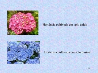 Hortênsia cultivada em solo ácido Hortênsia cultivada em solo básico 