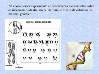Na época desses experimentos e observações nada se sabia sobre os mecanismos de divisão celular, muito menos da estrutura do material genético.  