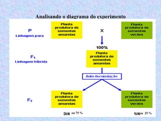 Analisando o diagrama do experimento ou 75 % ou  25 % 