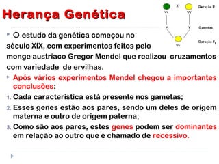Herança GenéticaHerança Genética
 O estudo da genética começou no
século XIX, com experimentos feitos pelo
monge austríaco Gregor Mendel que realizou cruzamentos
com variedade de ervilhas.
 Após vários experimentos Mendel chegou a importantes
conclusões:
1. Cada característica está presente nos gametas;
2. Esses genes estão aos pares, sendo um deles de origem
materna e outro de origem paterna;
3. Como são aos pares, estes genes podem ser dominantes
em relação ao outro que é chamado de recessivo.
 
