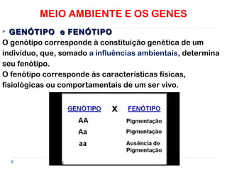 MEIO AMBIENTE E OS GENES
 GENÓTIPO e FENÓTIPOGENÓTIPO e FENÓTIPO
O genótipo corresponde à constituição genética de um
indivíduo, que, somado a influências ambientais, determina
seu fenótipo.
O fenótipo corresponde às características físicas,
fisiológicas ou comportamentais de um ser vivo.
 