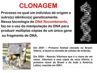 CLONAGEM
Processo no qual um indivíduo dá origem a
outro(s) idêntico(s) geneticamente.
Nessa tecnologia do DNA Recombinante,
faz-se o uso da manipulação do DNA para
produzir múltiplas cópias de um único gene
ou fragmento de DNA.
Em 2001 – Primeiro Animal clonado no Brasil:
Vitória, a bezerra clonada de células de embrião.
Em 2004 – Nasceu Vitoriosa que é o clone de um
clone. Vitoriosa é uma cópia da vaca Vitória, o
primeiro clone do Brasil e de toda a América
Latina, nascida em 2001.
 
