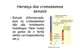 Herança dos cromossomos
            sexuais
                                         Daltonismo, hemofilia e

• Estudo diferenciado,                   atrofia muscular



  pois os cromossomos
                                                     Formação dos testículos,
                                                     hipertricose auricular e
                                                     Ictiose.

  não são totalmente
  homólogos. Nem todos
  os genes do x terão
  alelos correspondentes
  em y.

                           Cegueira total e diurna
 