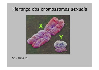 Herança dos cromossomos sexuais




5E – AULA 10
 