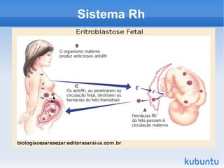A ocorrência do fator Rh não é obrigatória, algumas pessoas possuem (Rh +) outras não possuem (Rh -). 